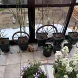 ロサオリエンティスと歩く私の季節