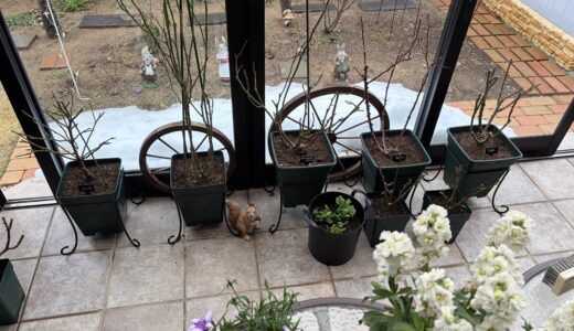 ロサオリエンティスと歩く私の季節