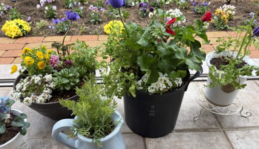 ロサオリ「紫式部」と目が合ったら、そりゃ買う