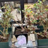 私のローズガーデン（ほぼロサオリ）、今年も始まります