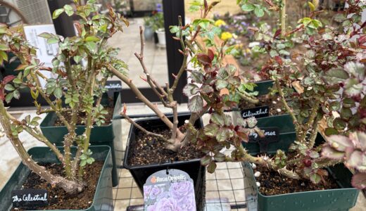 私のローズガーデン（ほぼロサオリ）、今年も始まります