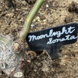 ムーンライトソナタに早くもベーサルシュート