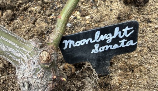 ムーンライトソナタに早くもベーサルシュート