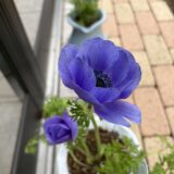 今年植えたビオラ・アネモネたちお花の表情