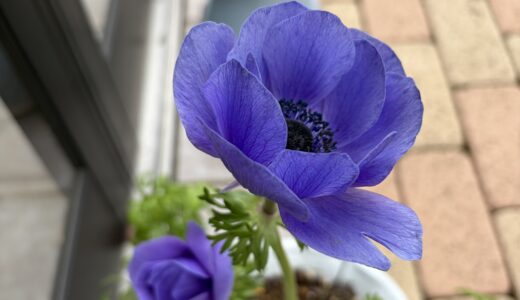 今年植えたビオラ・アネモネたちお花の表情