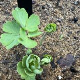 今年もちゃんと芽吹いてくれてありがとう