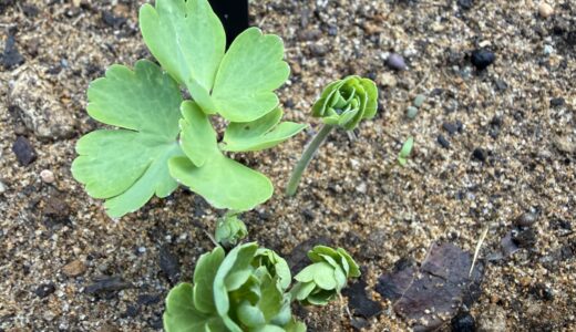 今年もちゃんと芽吹いてくれてありがとう