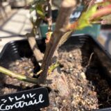 もうアブラムシがいらっしゃった💦