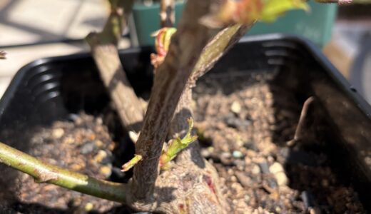 もうアブラムシがいらっしゃった💦