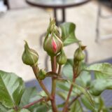 開花第一号はライフになりそう♡