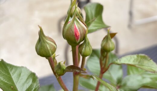 開花第一号はライフになりそう♡